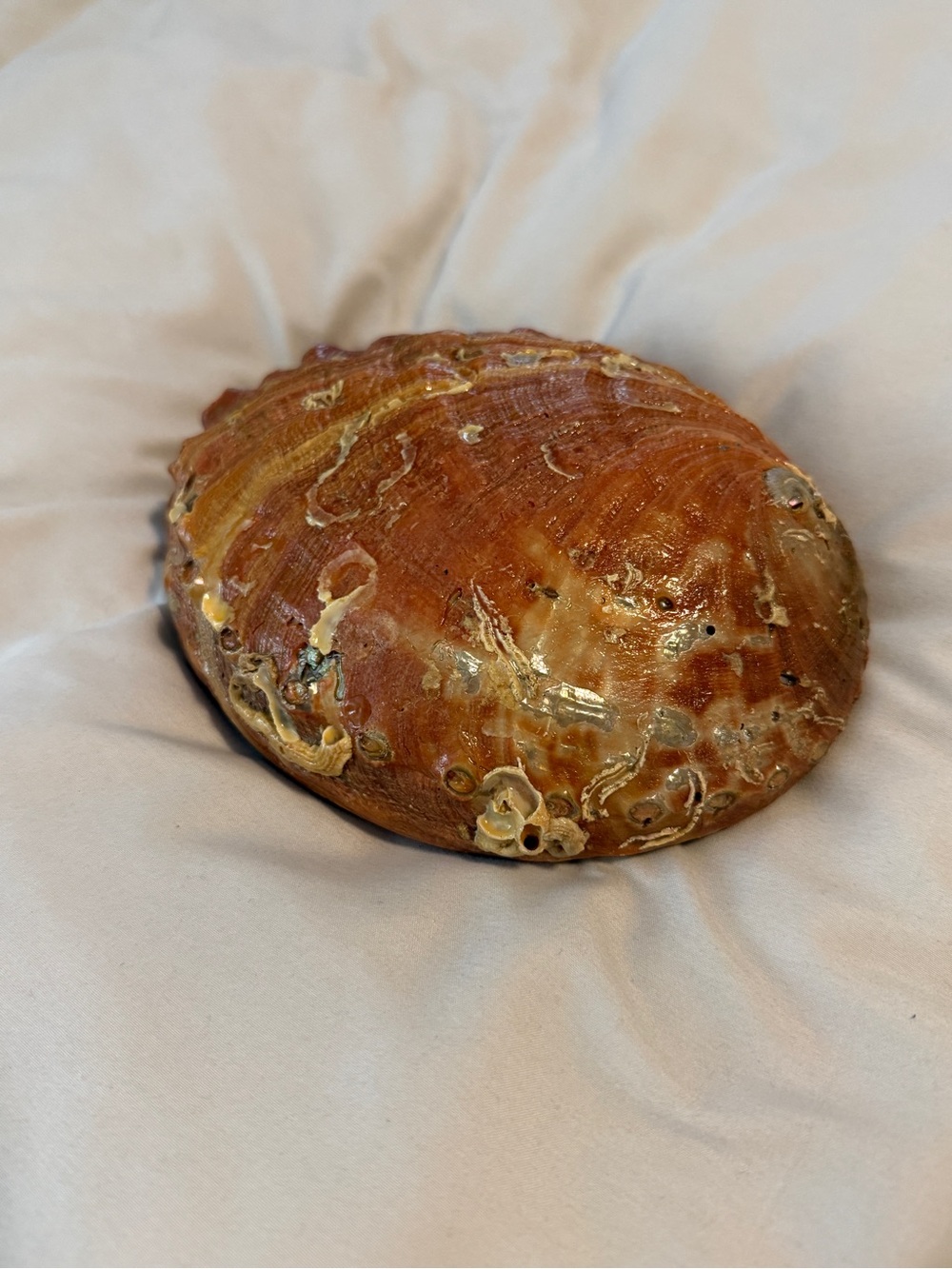 Large Vintage Red Abalone Seashell Mother of Pearl Shell 6" X 8" TRINKET DISH - Picture 7 of 8